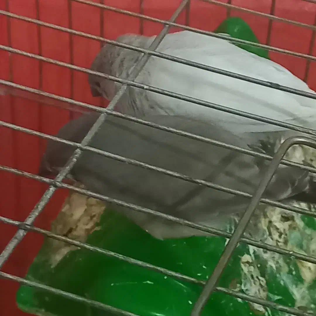 فنچ دستی|پرنده|سیرجان, |دیوار