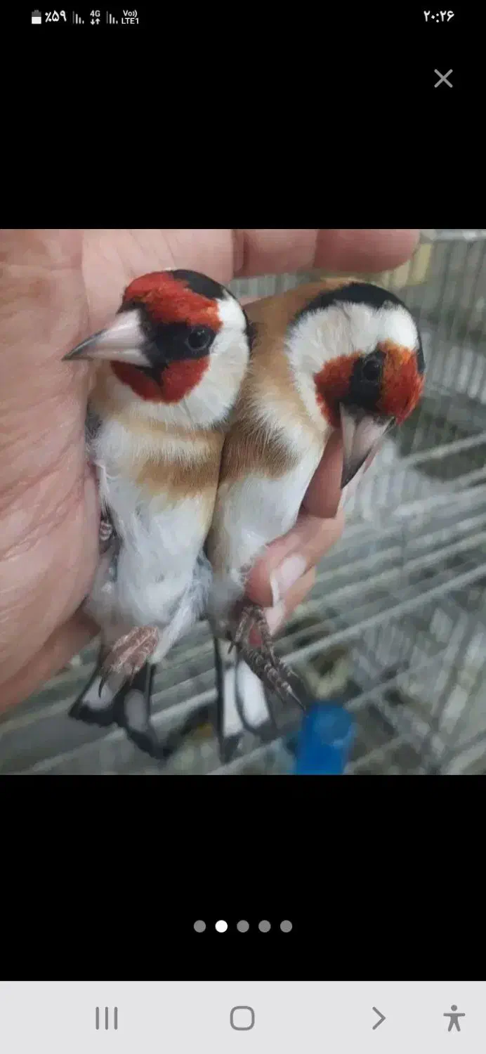 سهره باغی|پرنده|کوهدشت, |دیوار