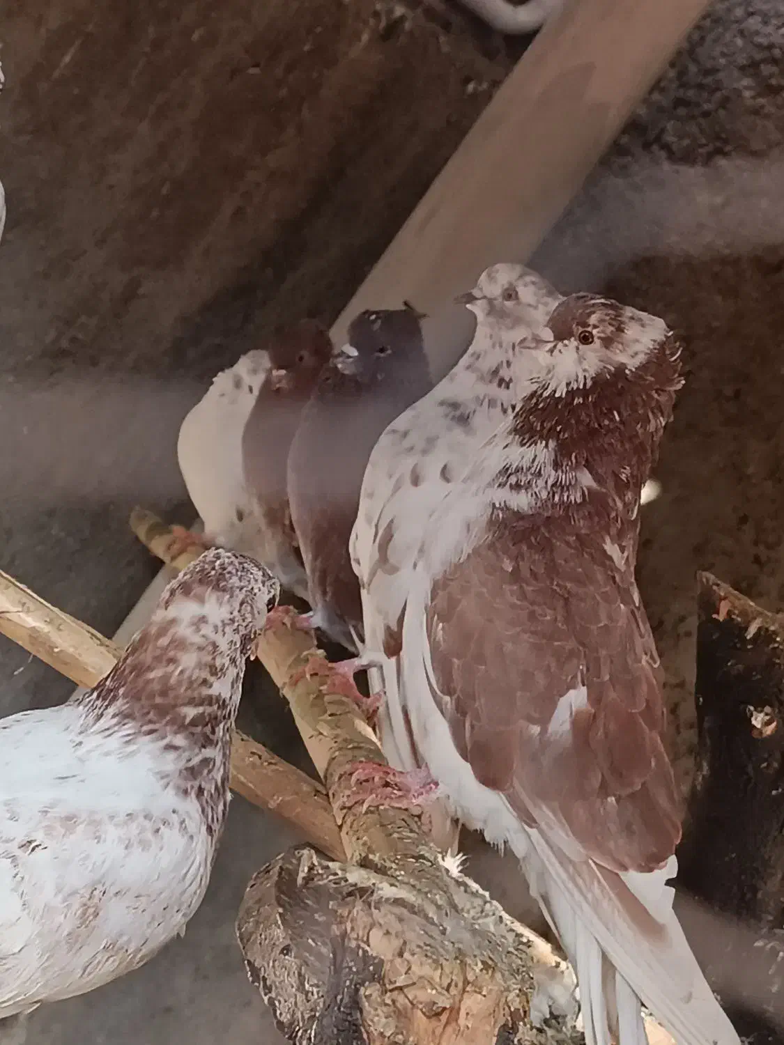 30تا کبوتر سرخ گرگی همه کاکل سرو کله داری|پرنده|علیآباد کتول, |دیوار