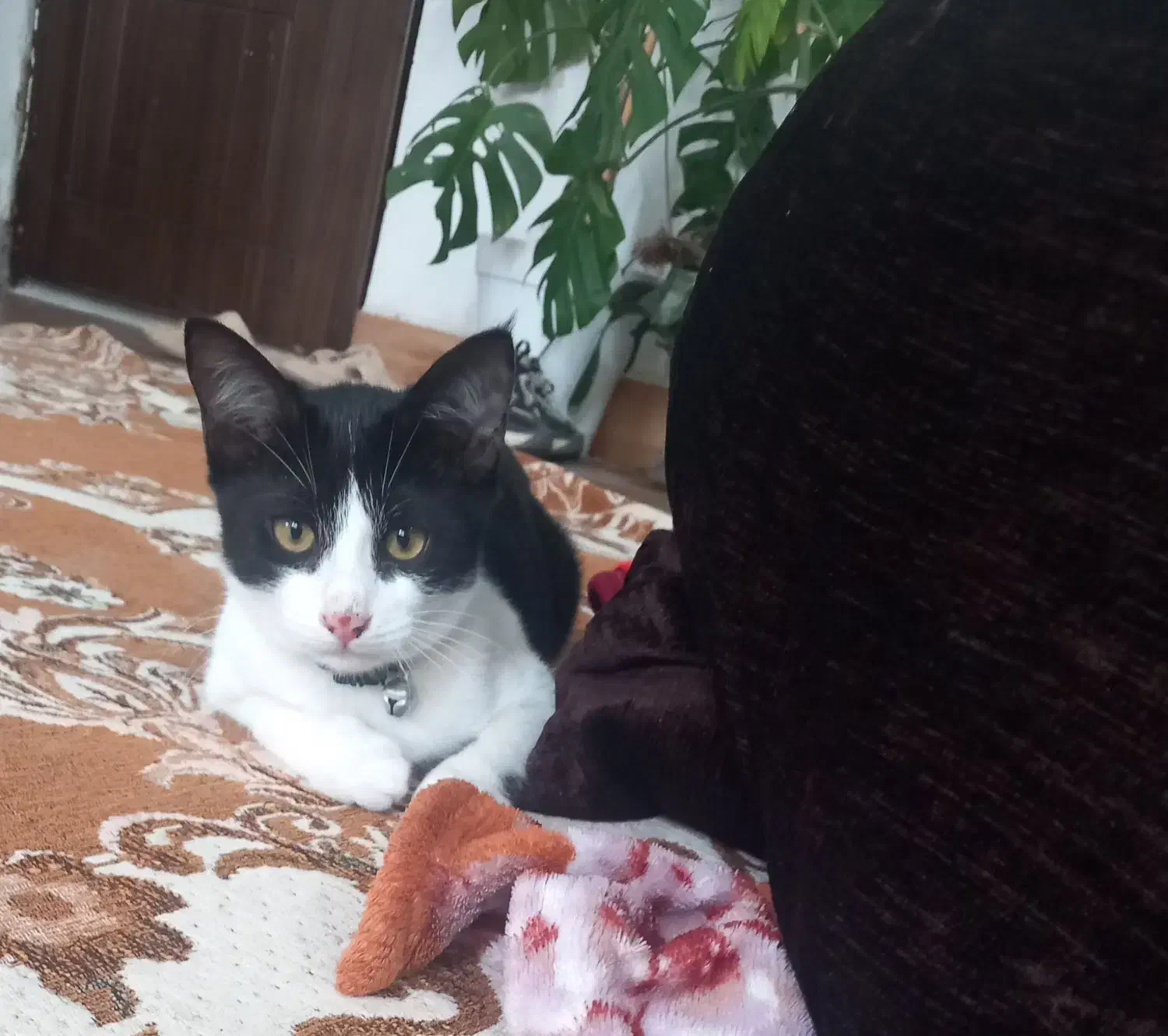 بچه گربه|گربه|کردکوی, |دیوار