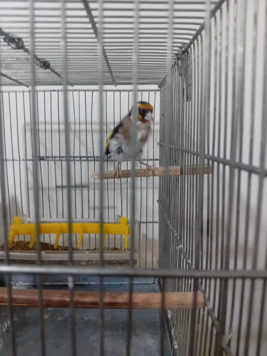 سهره جوجه قفس|پرنده|ری, جوانمرد قصاب|دیوار