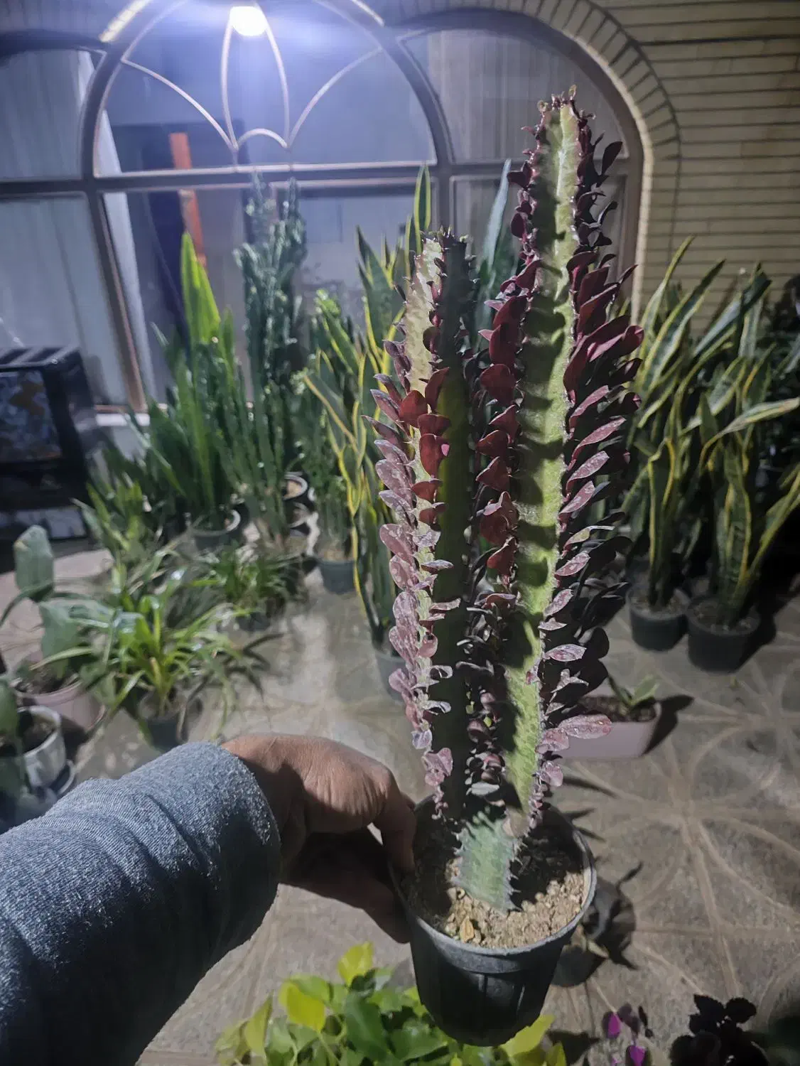 افوربیا ۴۰|گل و گیاه طبیعی|اصفهان, شاه پسند|دیوار