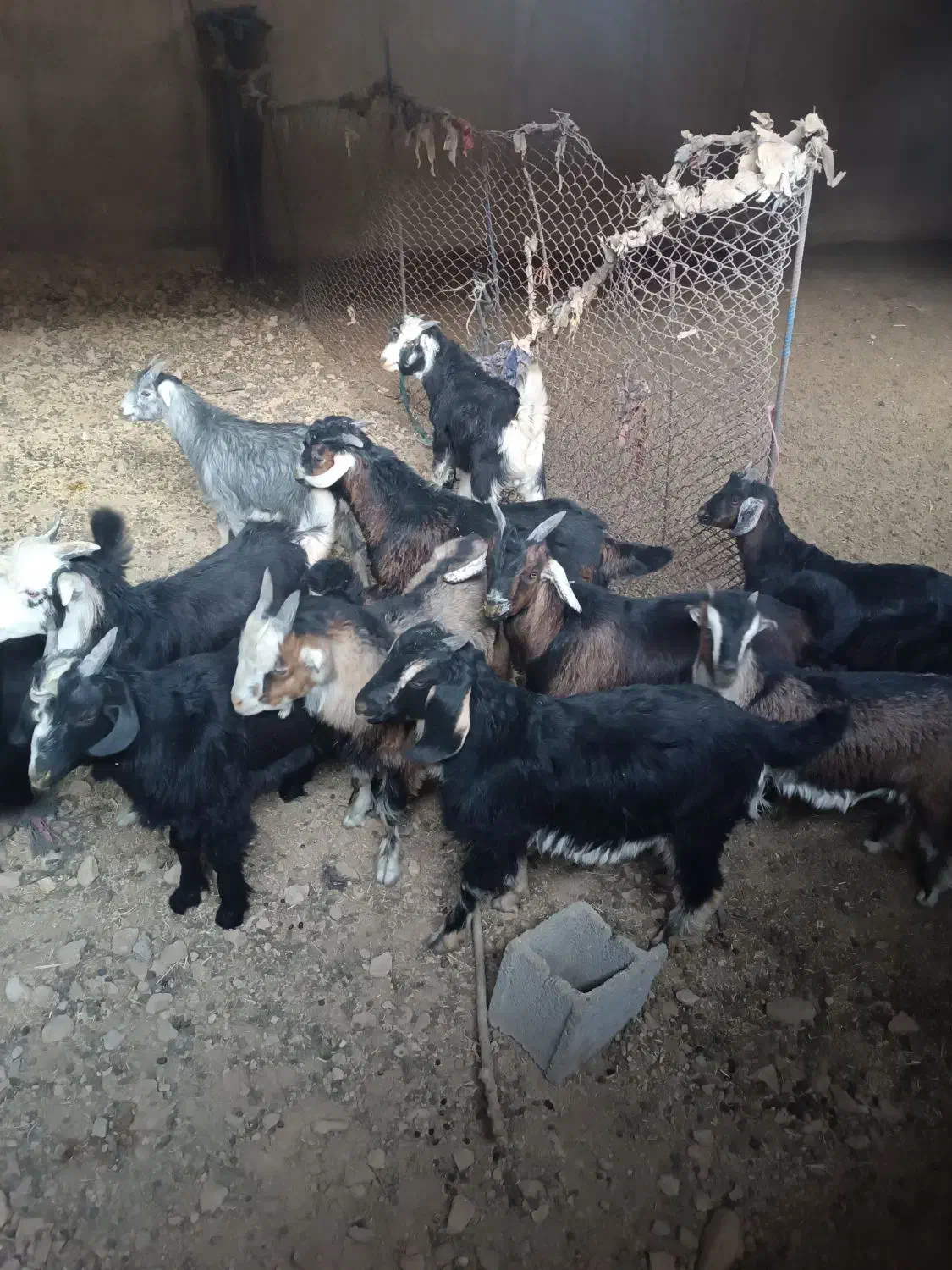 کهره نر چاق صادراتی|حیوانات مزرعه|سیدان, |دیوار