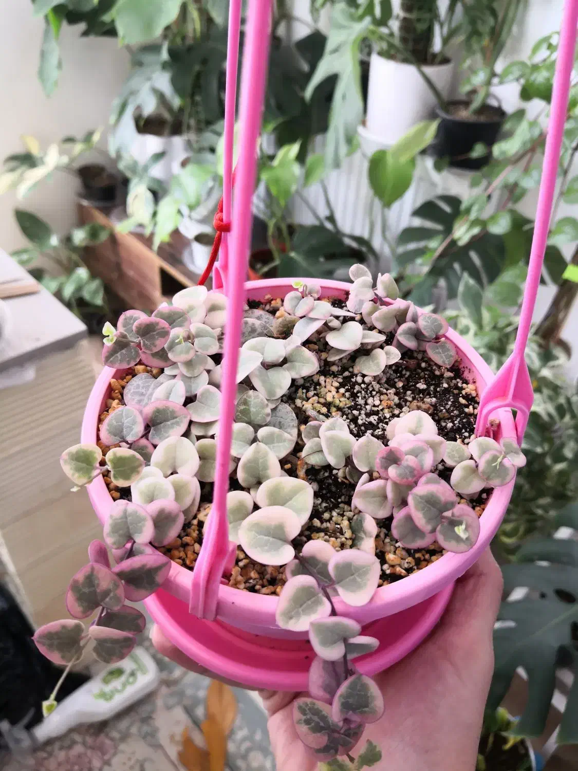 سروپژیا ابلق یا زنجیره قلب ها|گل و گیاه طبیعی|قم, انسجام|دیوار