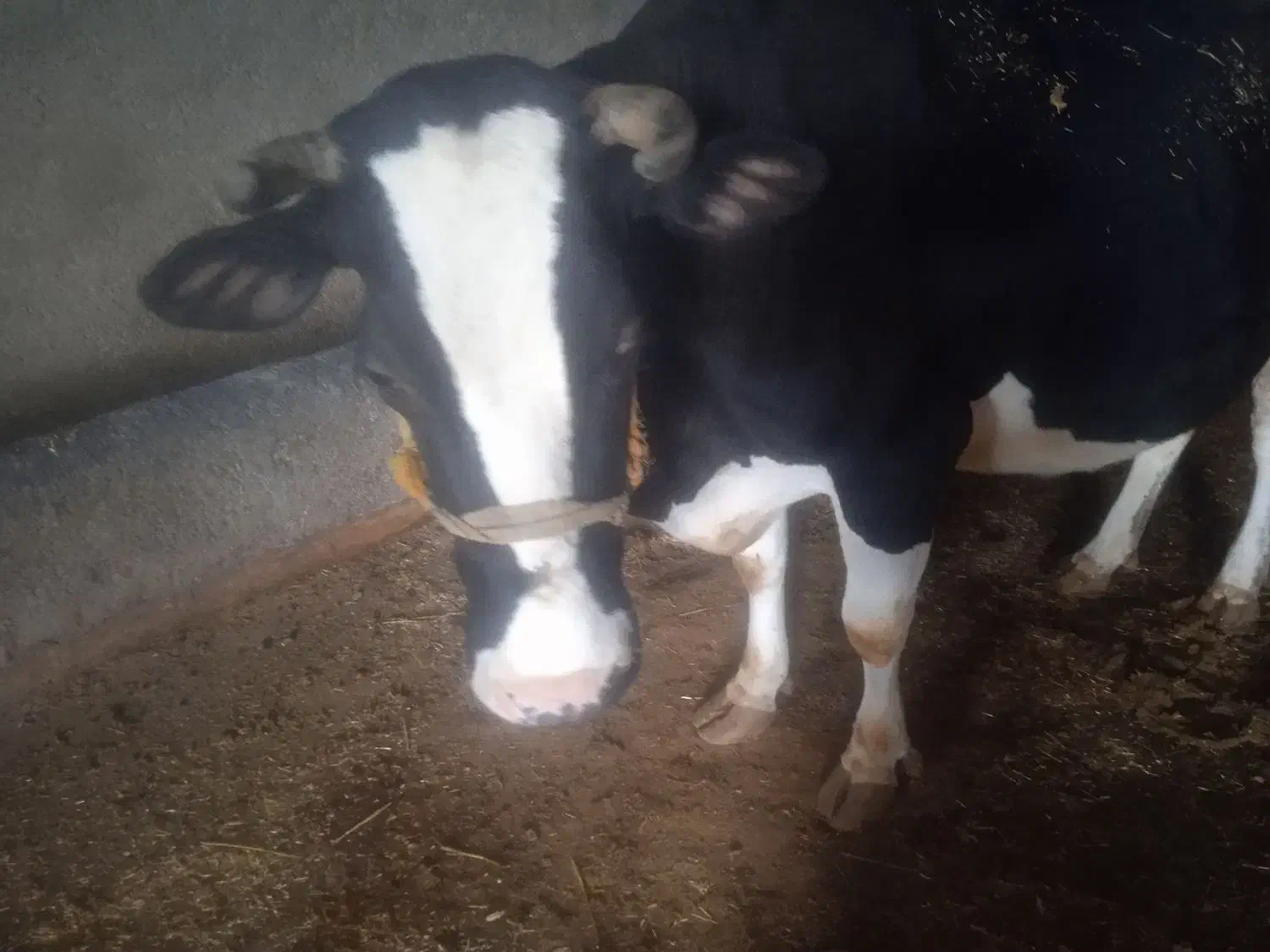 گاو شیری|حیوانات مزرعه|گیان, |دیوار