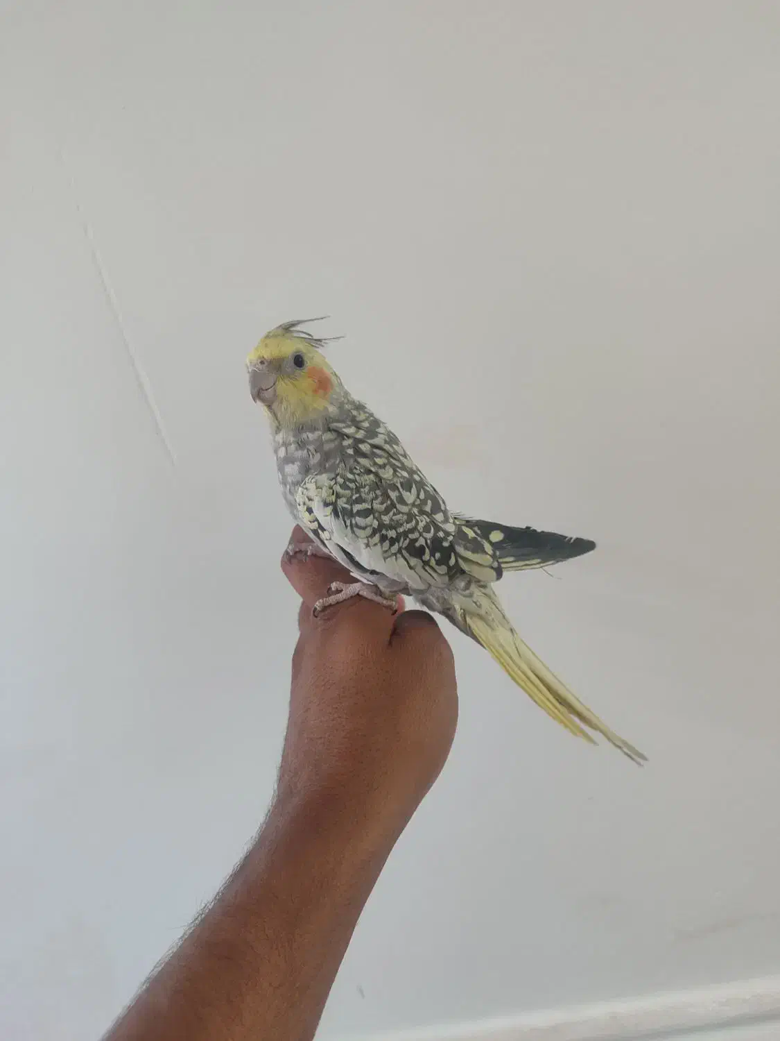 فروش عروس هلندی دستی نر|پرنده|داراب, |دیوار