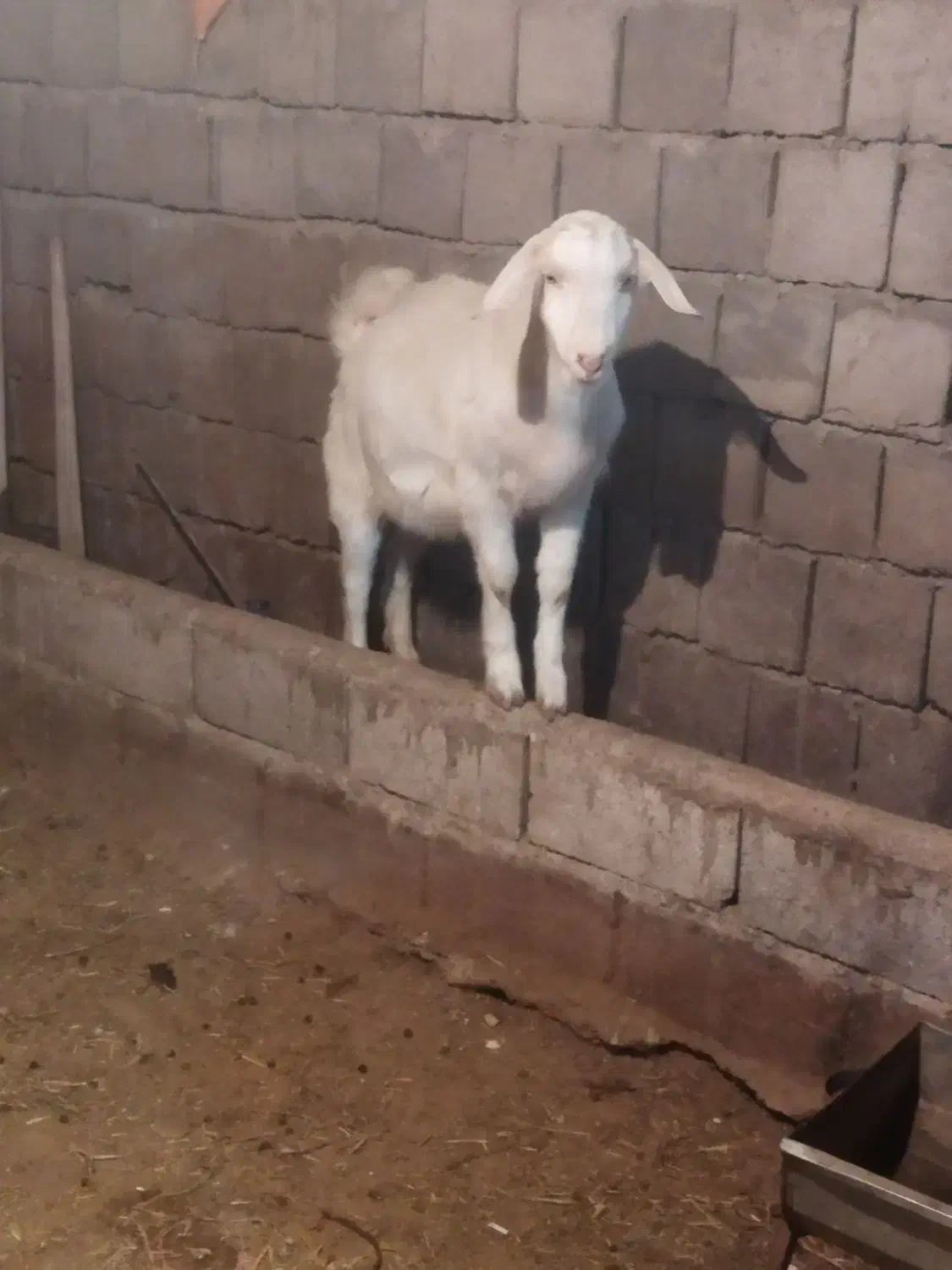 بز نر سانن|حیوانات مزرعه|ماکو, |دیوار