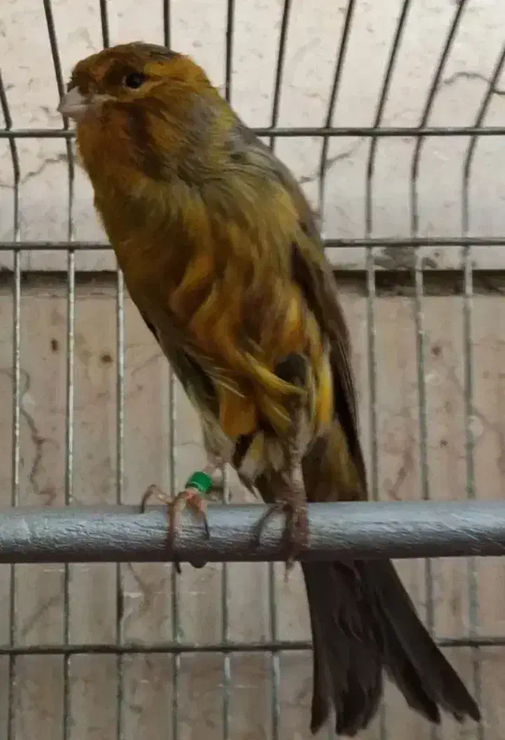 قناری رد فاکتور فسشیون اورجینال|پرنده|جلفا, |دیوار