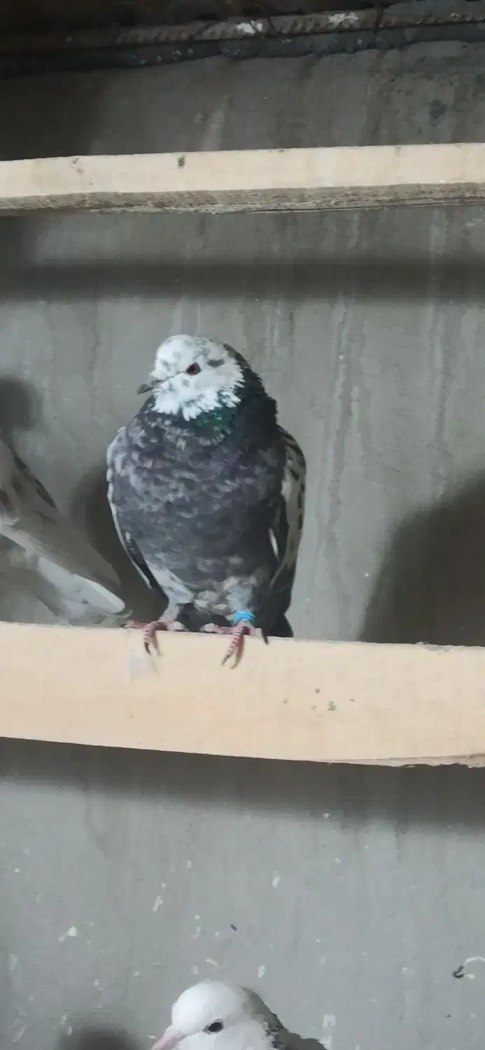 ۷تا کفتر غریب گیری|پرنده|قرچک, شهرک الحدید|دیوار