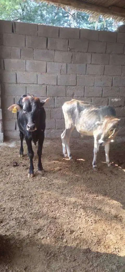فروش گوساله نر و یک راس گاو ماده آبستن|حیوانات مزرعه|بندرعباس, |دیوار