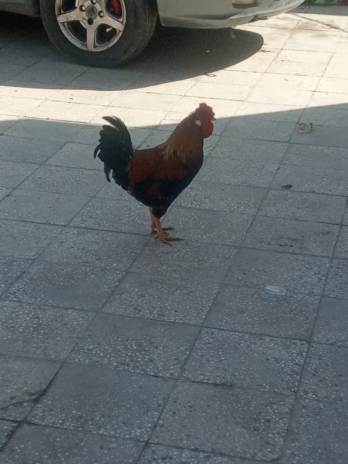 خروس|حیوانات مزرعه|خرمشهر, |دیوار