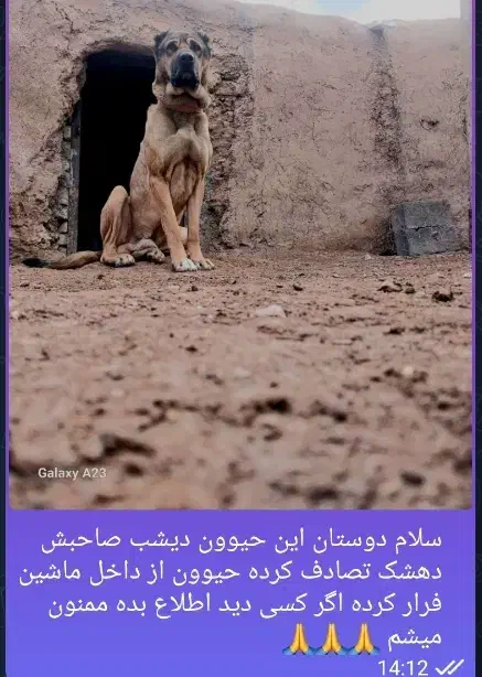 سگ دوساله|سگ|بیرجند, |دیوار