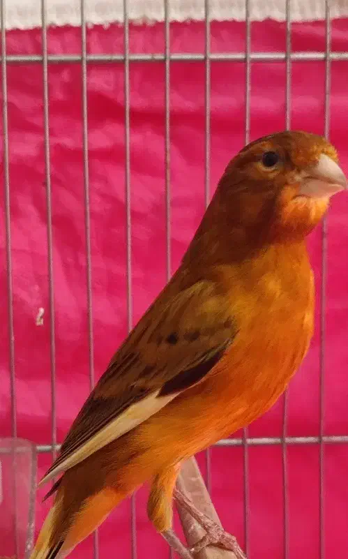 قناری تو سرخ(۶عدد)|پرنده|کرمانشاه, |دیوار