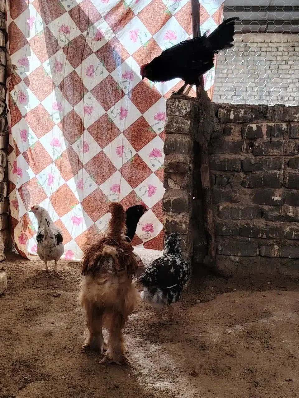 مرغ و خروس مرندی،گلین و برهما|حیوانات مزرعه|خمینی‌شهر, |دیوار