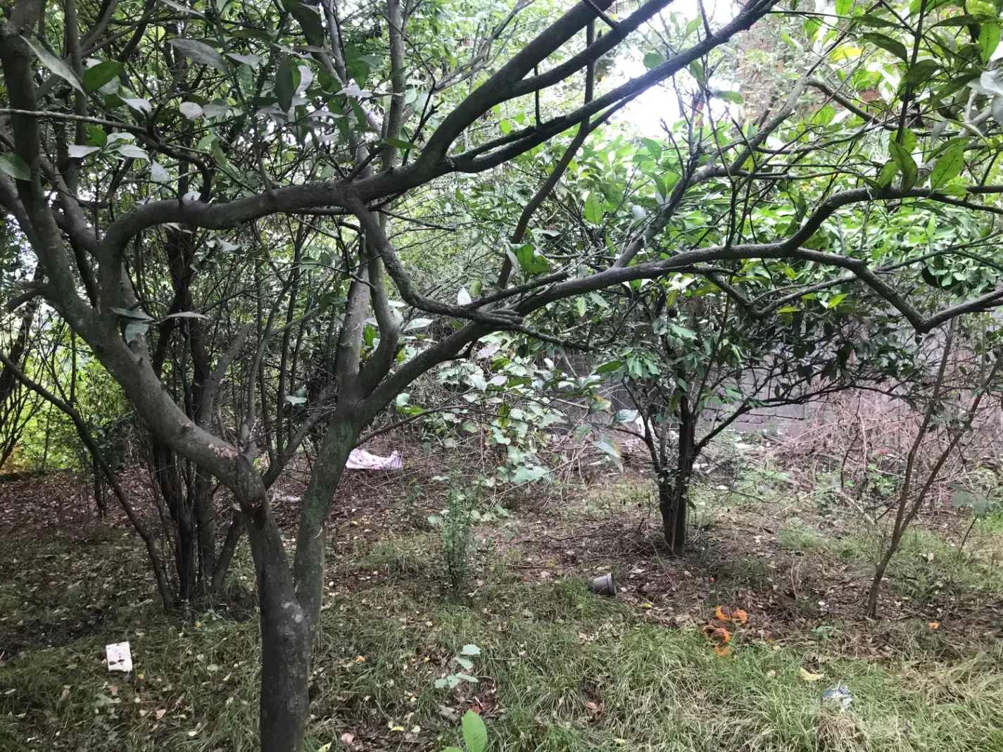 چایباغ شیرگاه محیطی ارام جنگلی دارای اب برق گاز|فروش خانه و ویلا|شیرگاه, |دیوار