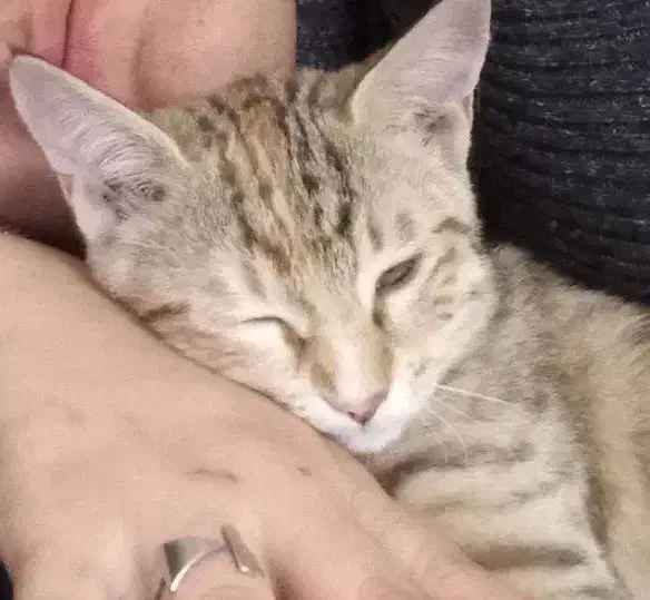 پیشی های ۵ ماهه زرد نر توسی و مشکی  ماده|گربه|کرمانشاه, |دیوار