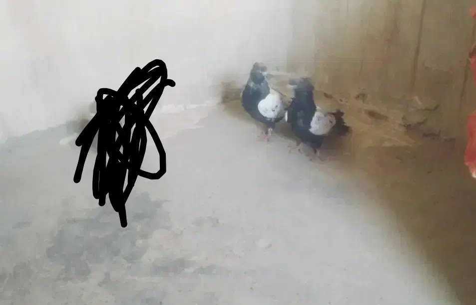 کبوتر سینه ای|پرنده|زابل, |دیوار