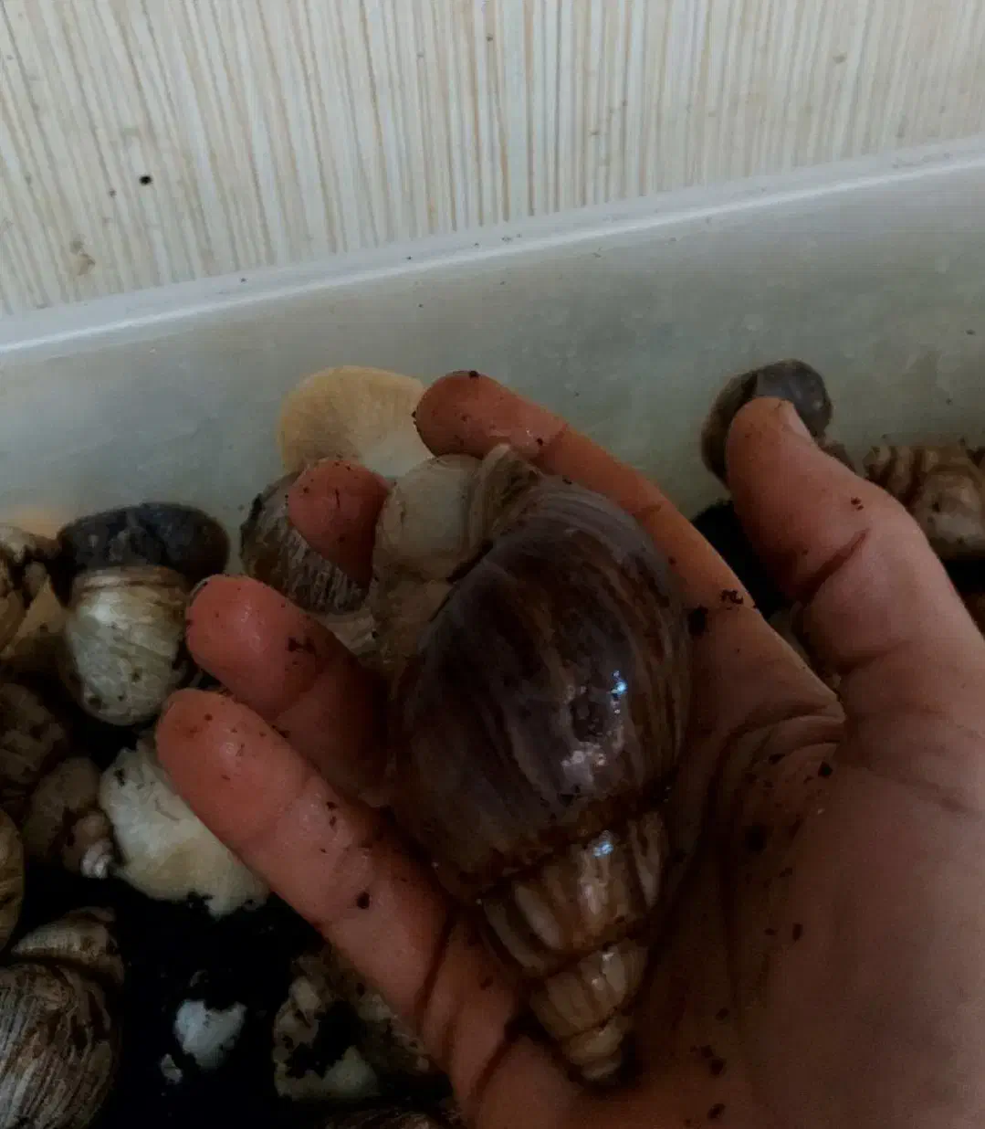 حلزون آچاتینا|خزنده|کرمان, |دیوار