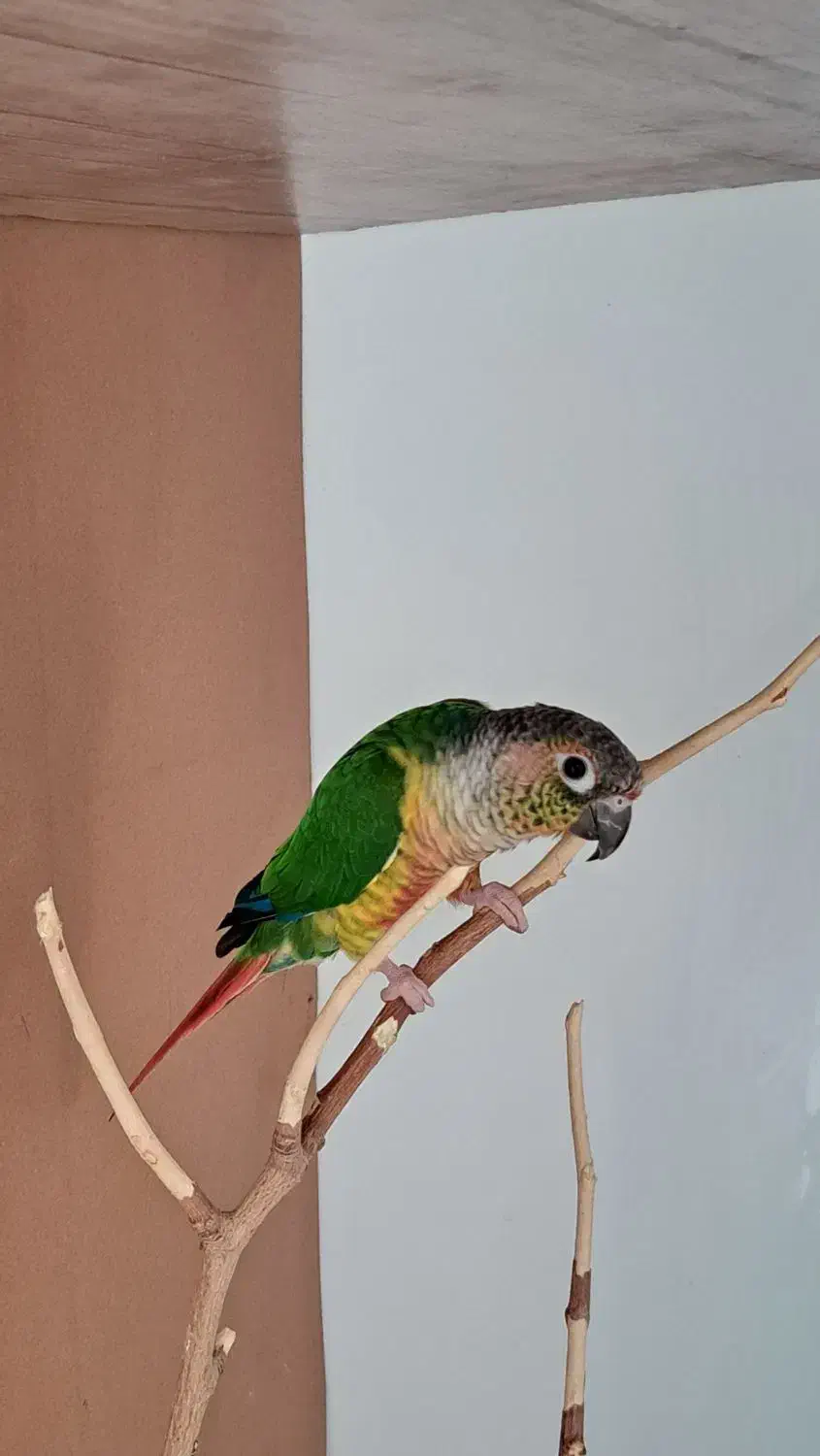 جفت گرینچیک|پرنده|اسفراین, |دیوار