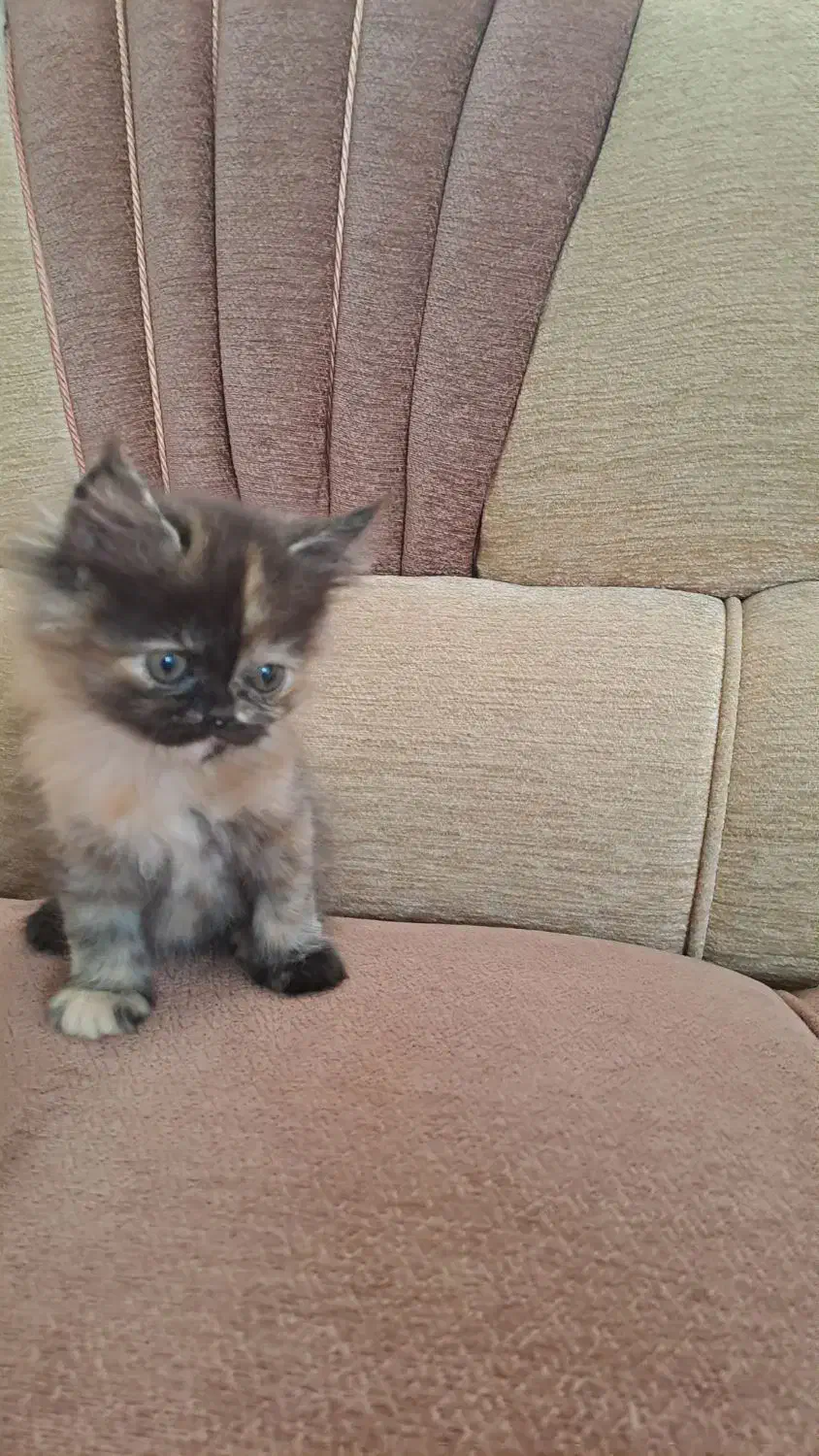 بچه گربه پرشین هیمالین|گربه|یزد, |دیوار