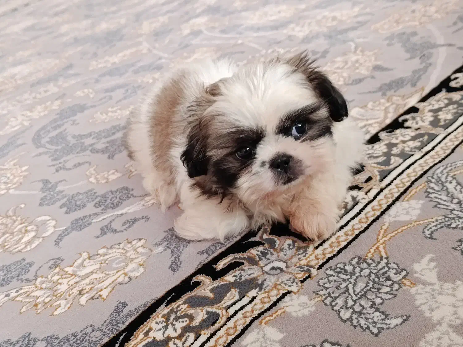 شیتزو فلت اصلی|سگ|رباط‌کریم, نصیرشهر|دیوار