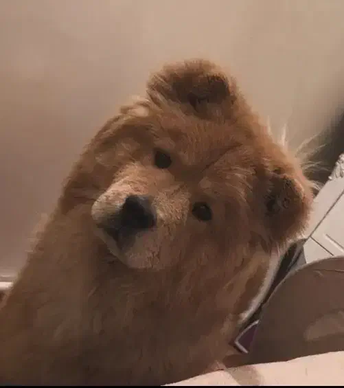 سگ چاو چاو|سگ|تبریز, |دیوار