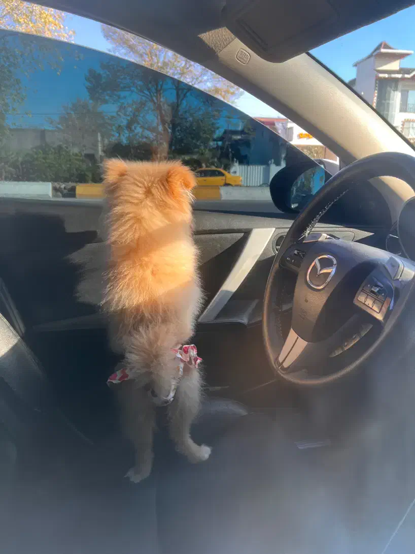 واگذاری سگ پامر ۴ ماهه|سگ|رامسر, |دیوار