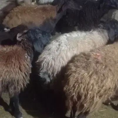 میش بره دار|حیوانات مزرعه|سرولایت, |دیوار