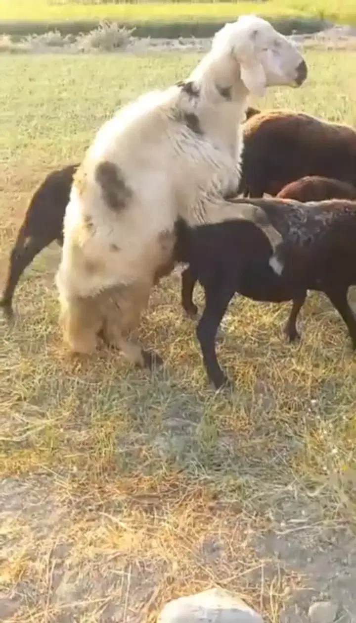 قورچ|حیوانات مزرعه|سیلاخور, |دیوار