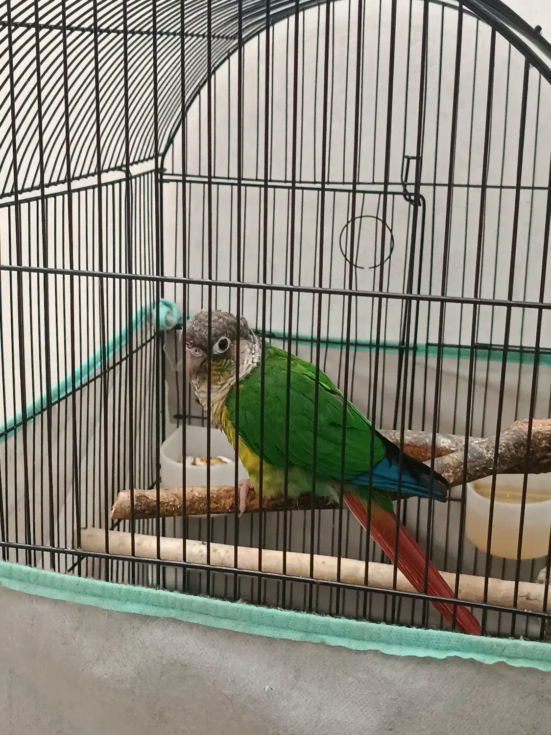 طوطی گرین چیک|پرنده|اسلام‌شهر, شهرک قائمیه|دیوار