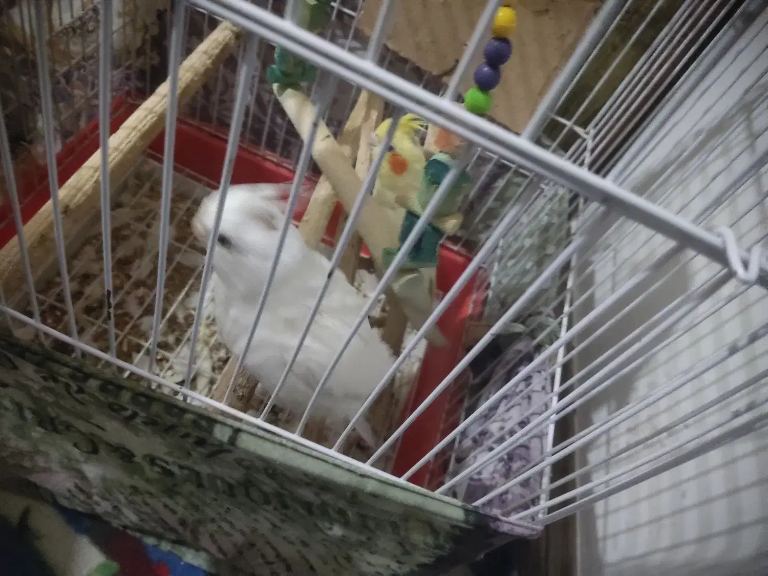 عروس هلندی جوجه|پرنده|نسیمشهر, |دیوار