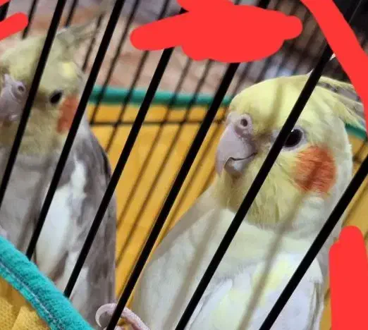 عروس هلندی|پرنده|شهریار, رزکان|دیوار