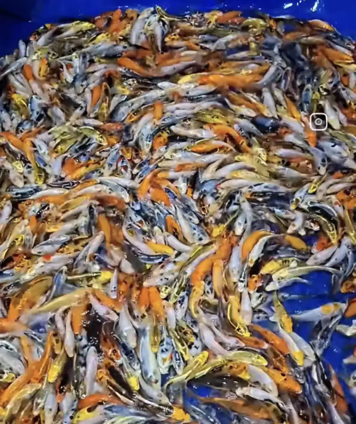 ماهی کوی نژاد چرم سوپر باله|ماهی|اهواز, کیانشهر|دیوار