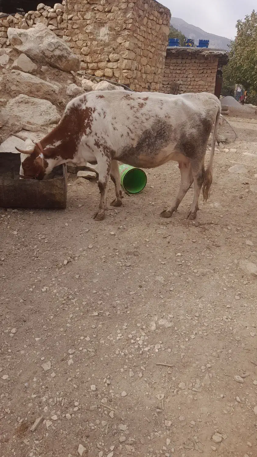 فروشی|حیوانات مزرعه|زیلائی, |دیوار