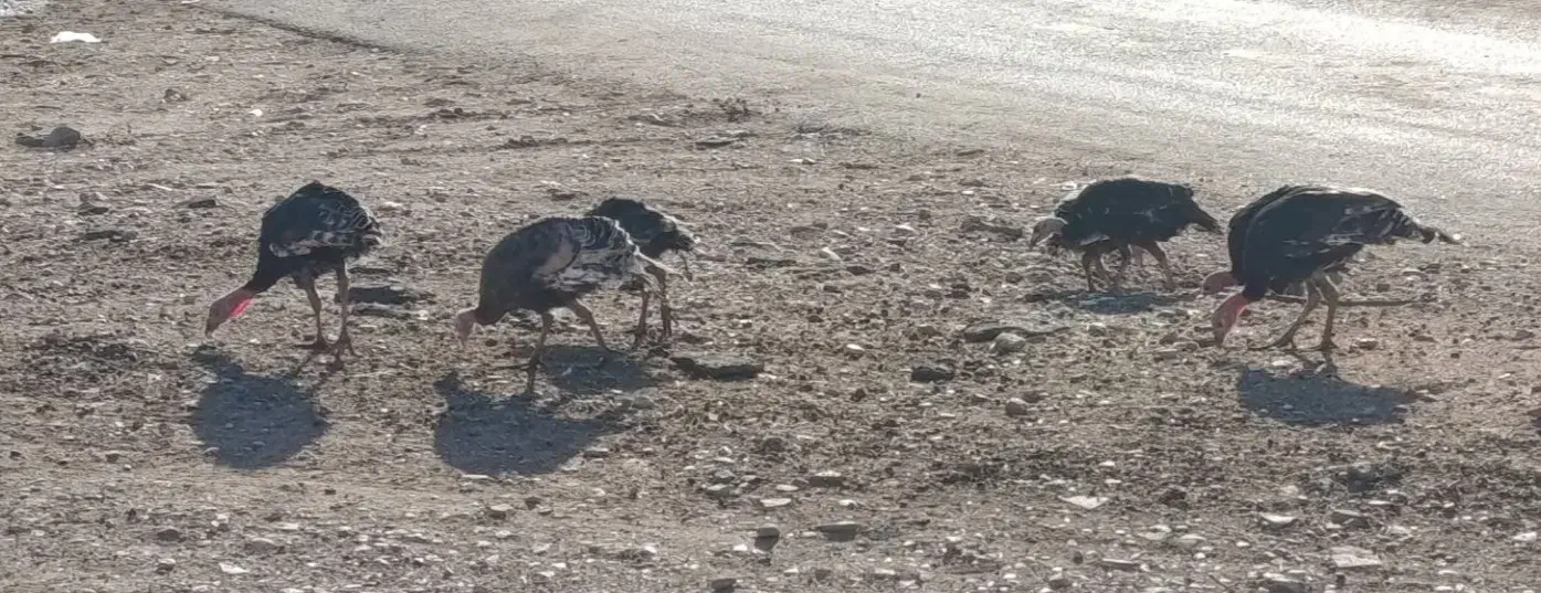 بوقلمون نرو ماده|حیوانات مزرعه|سیروان, |دیوار