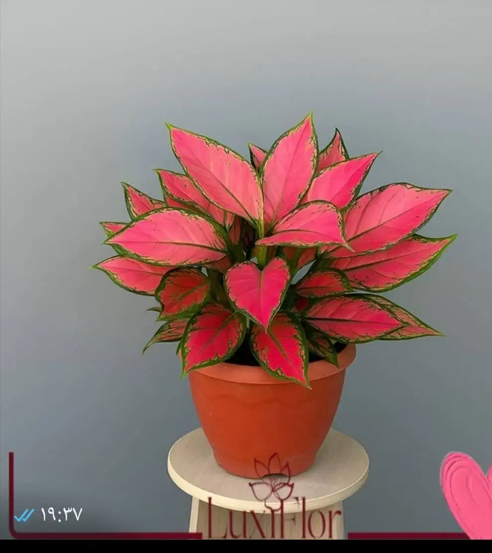 گل مصنوعی|گل مصنوعی|قرچک, پارس سرام|دیوار