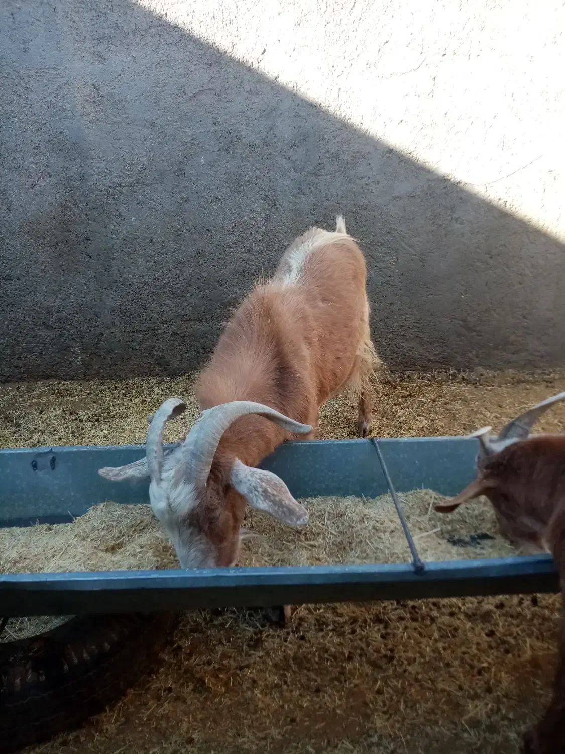 چبش و بزغاله پرواری|حیوانات مزرعه|سده (خراسان جنوبی), |دیوار