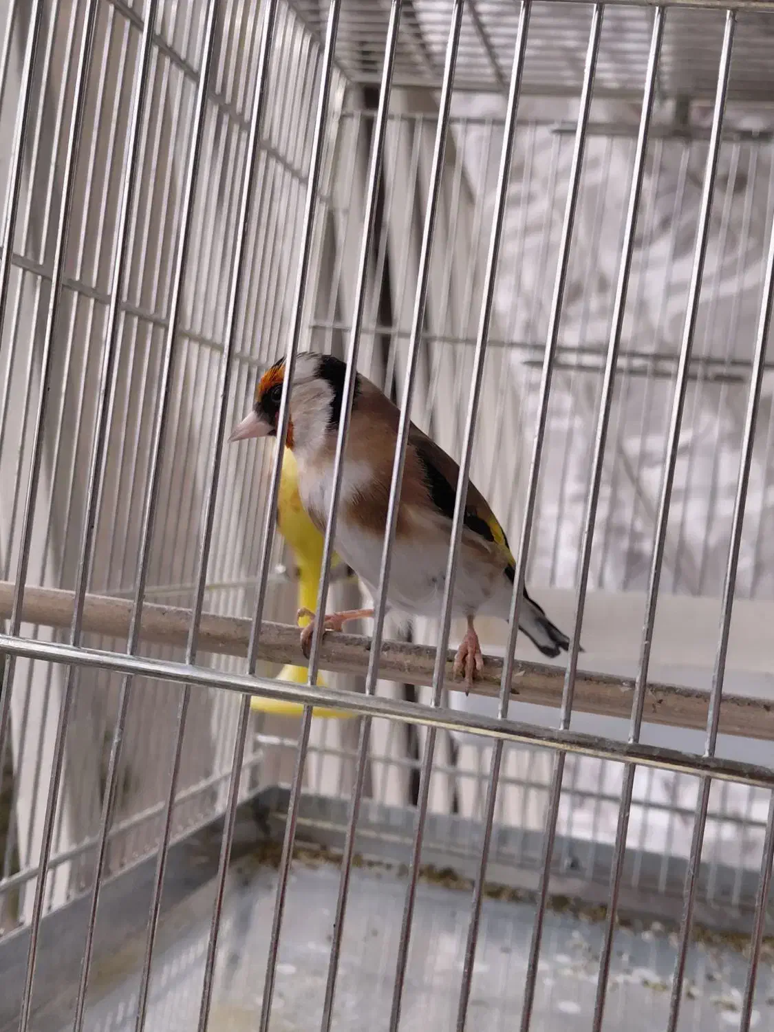 سهره .قناری|پرنده|ری, سیزده آبان|دیوار