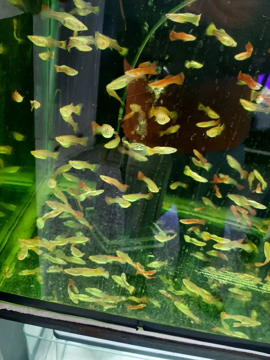 گوپی مولد درشت|ماهی|اصفهان, فجر|دیوار