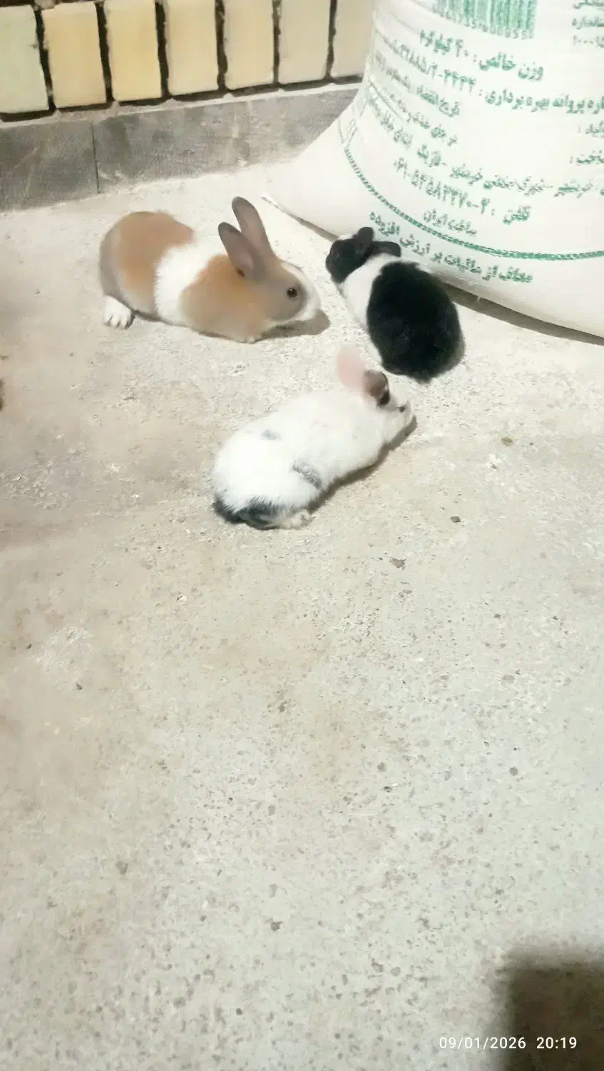 خرمشهر|موش و خرگوش|خرمشهر, |دیوار