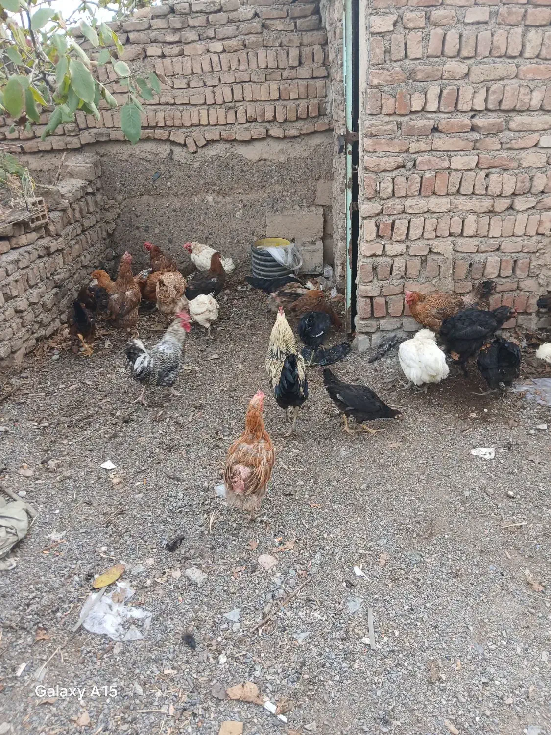 خروس و مرغ|حیوانات مزرعه|شبستر, |دیوار