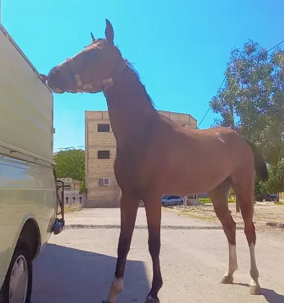 یک راس کره مادیان درهشوری|اسب و تجهیزات اسبسواری|لردگان, |دیوار