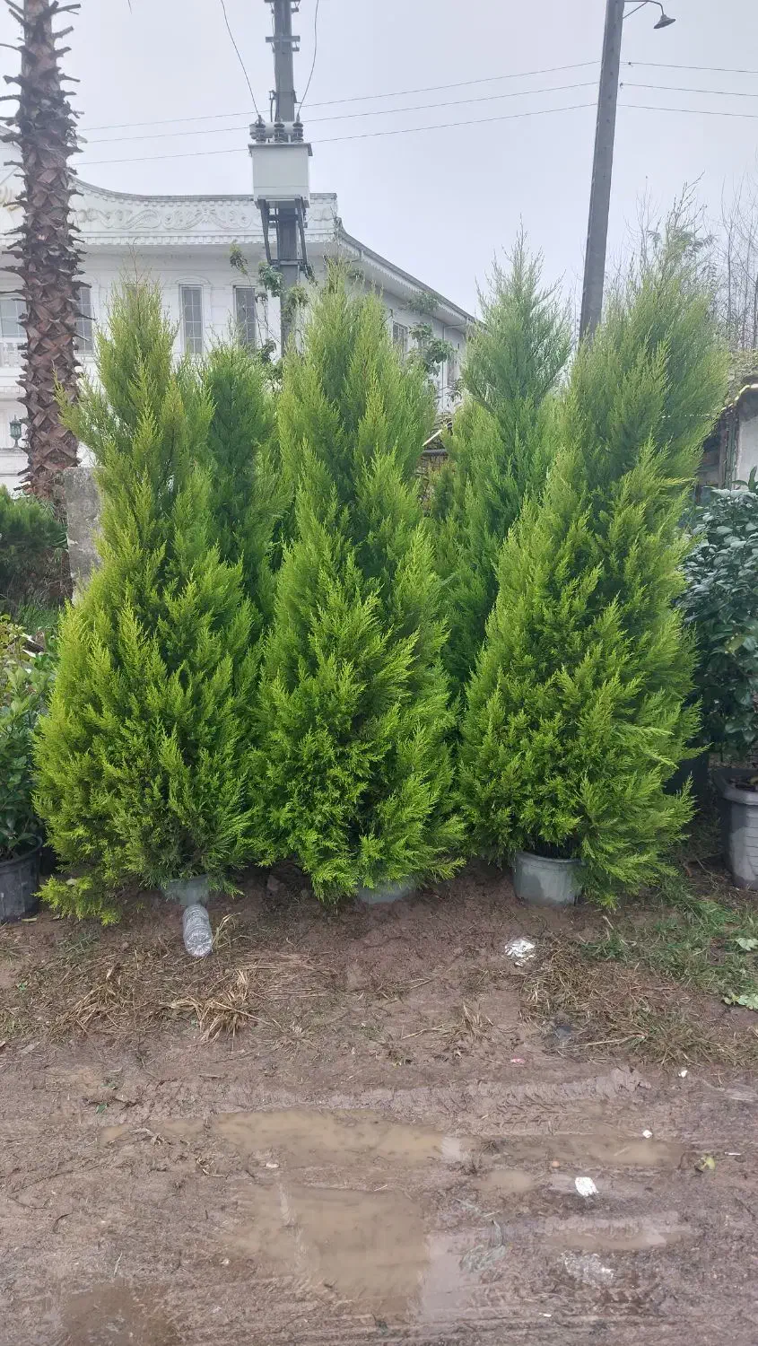 کاج لاوسون طلایی|گل و گیاه طبیعی|آستانه اشرفیه, |دیوار