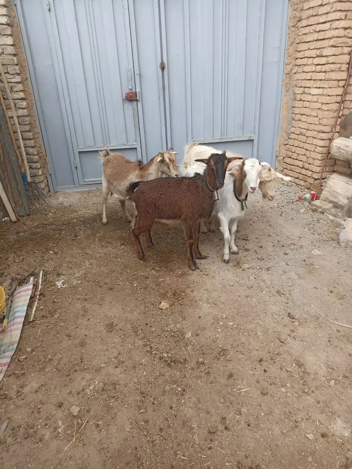 بز ابستن|حیوانات مزرعه|عسگران, |دیوار