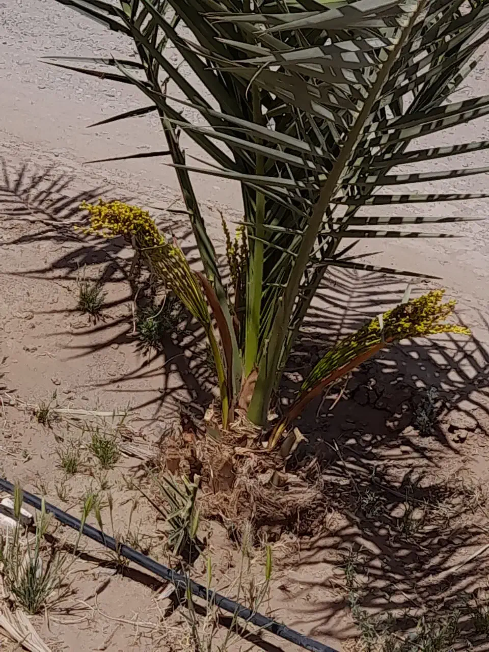 فروش انواع درخت نخل با قیمت مناسب|خدمات باغبانی و درختکاری|آران و بیدگل, |دیوار