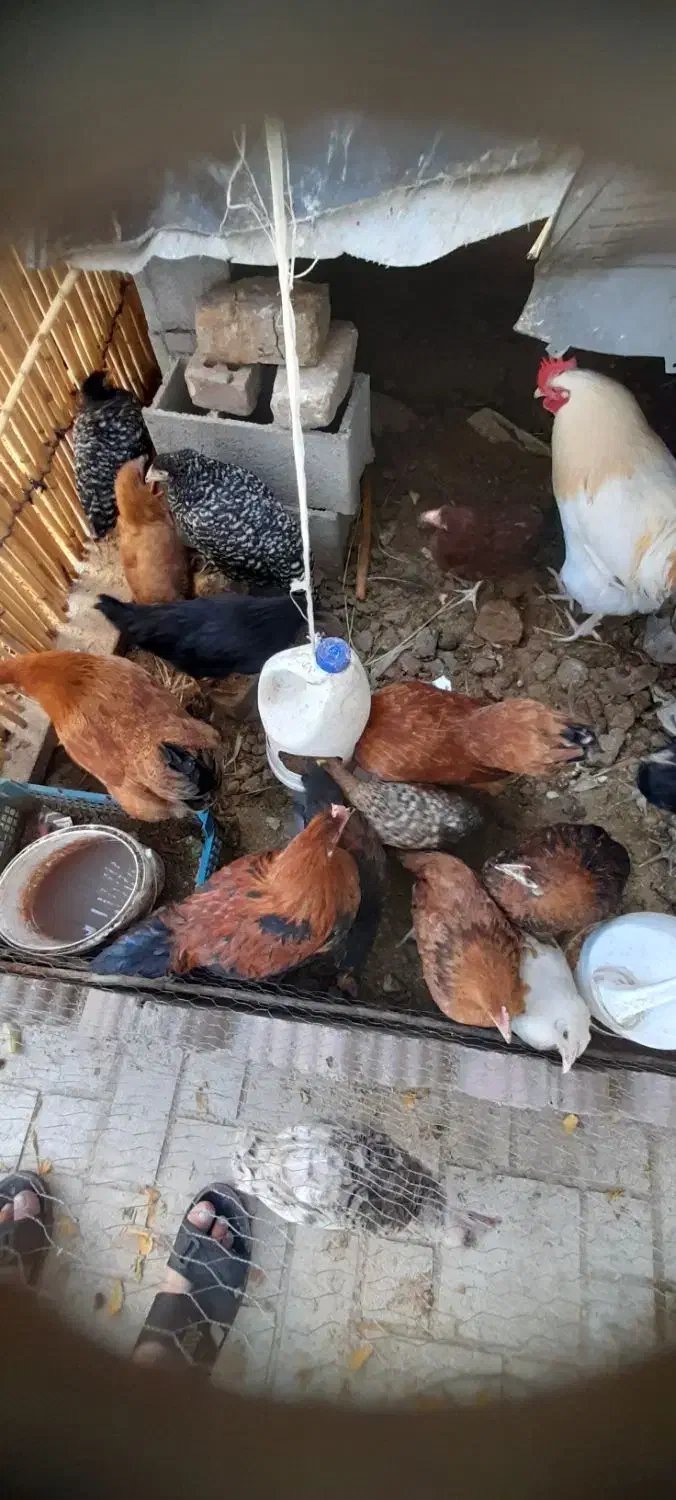 فروش فوری مرغ و نیمچه مرغ محلی از نژاد خوب|حیوانات مزرعه|گالیکش, |دیوار