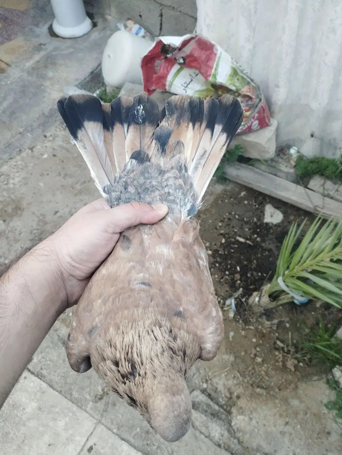 کله ای|پرنده|امیدیه, |دیوار