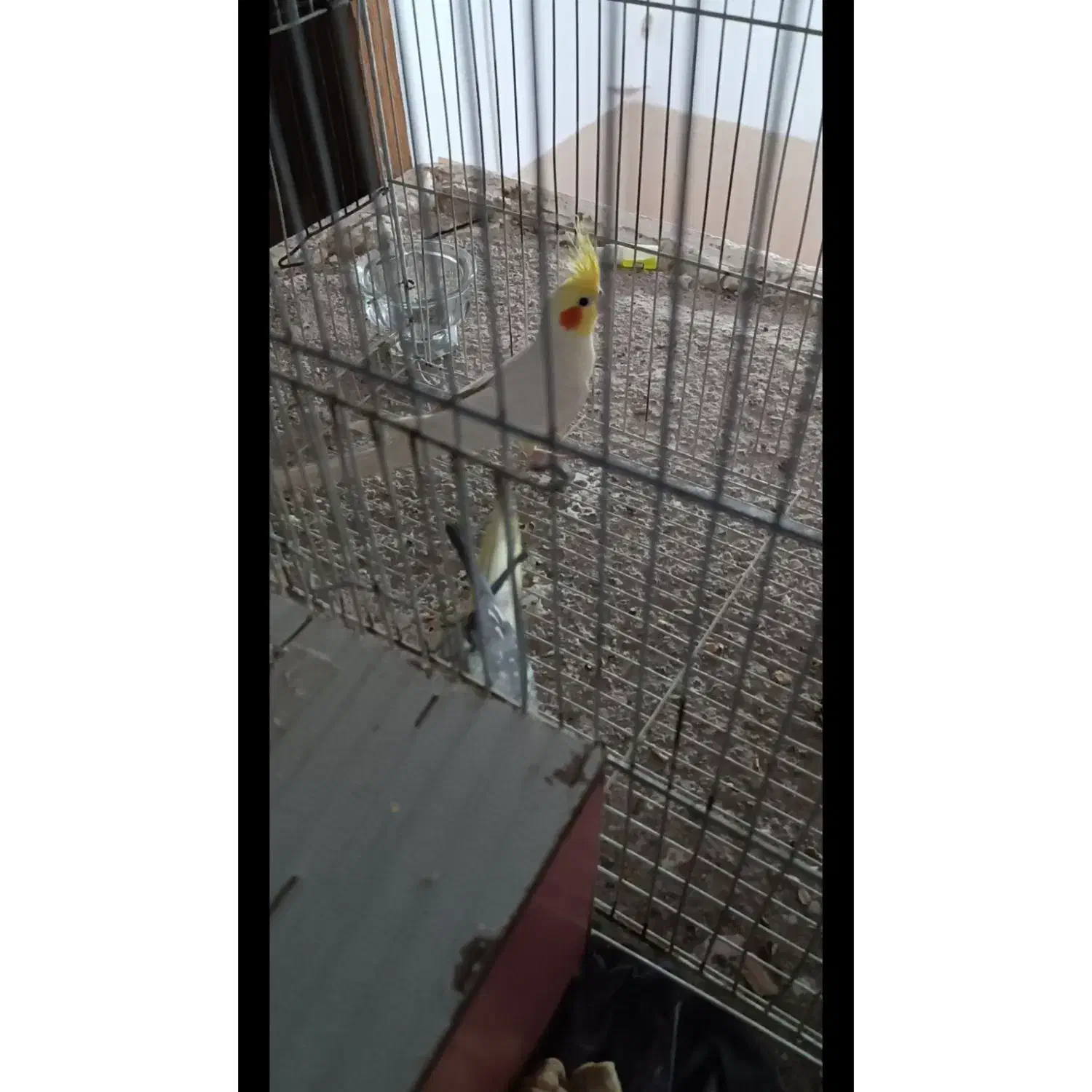 عروس هلندی ماده بالغ|پرنده|نیشابور, شهرک رضوی|دیوار