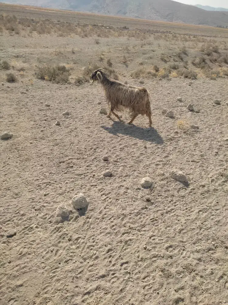 فروش یک عدد بز هم داشتی هم کشتی|حیوانات مزرعه|مرودشت, رامجرد یک|دیوار