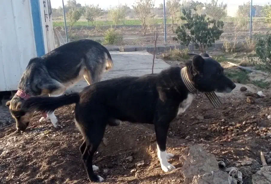 دو عدد سگ|سگ|خمین, |دیوار